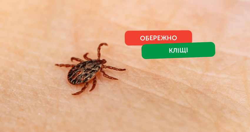 Іксодові кліщі – переносники іксодового кліщового бореліозу